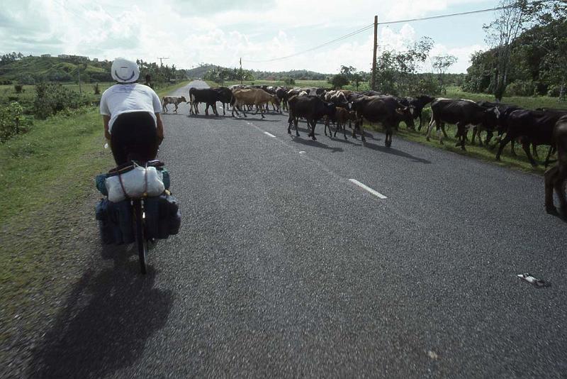 RWT 0025 007-22 Fiji Cow Traffic.jpg